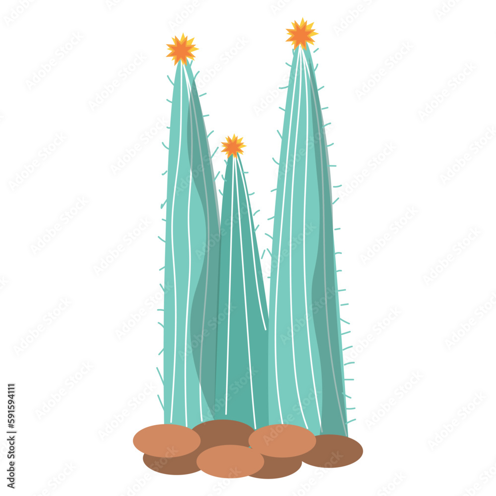 Blooming cactus on white background