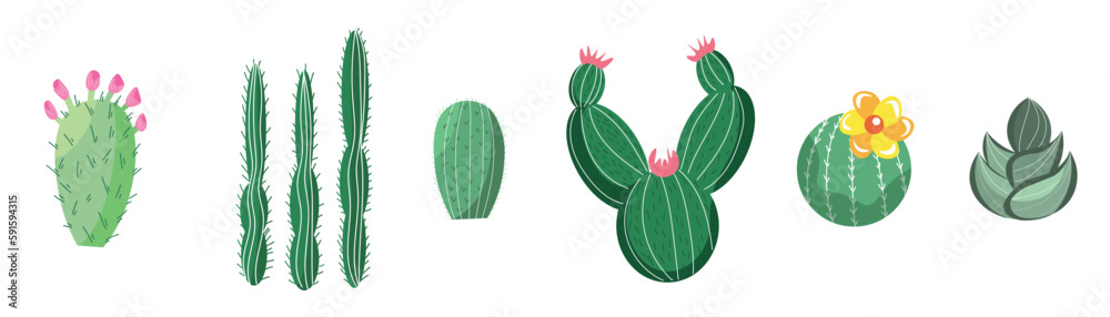 Set of different cacti and succulents on white background