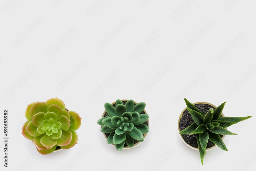 Artificial plants on white background