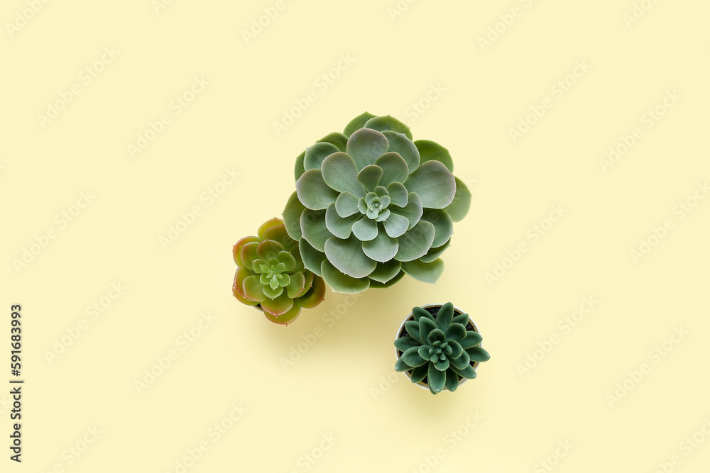 Artificial plants on beige background