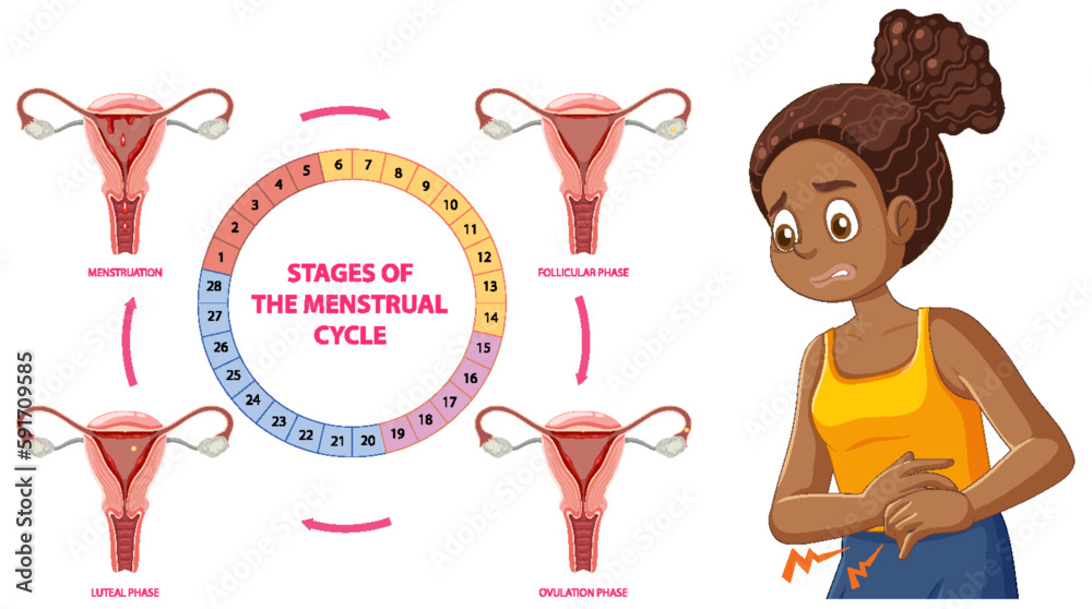 Stages of the Menstrual Cycle Concept