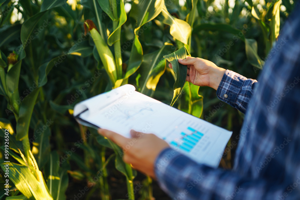 Business owner of a farm stands with a clipboard in a corn field and examines corn on the cob. Harve