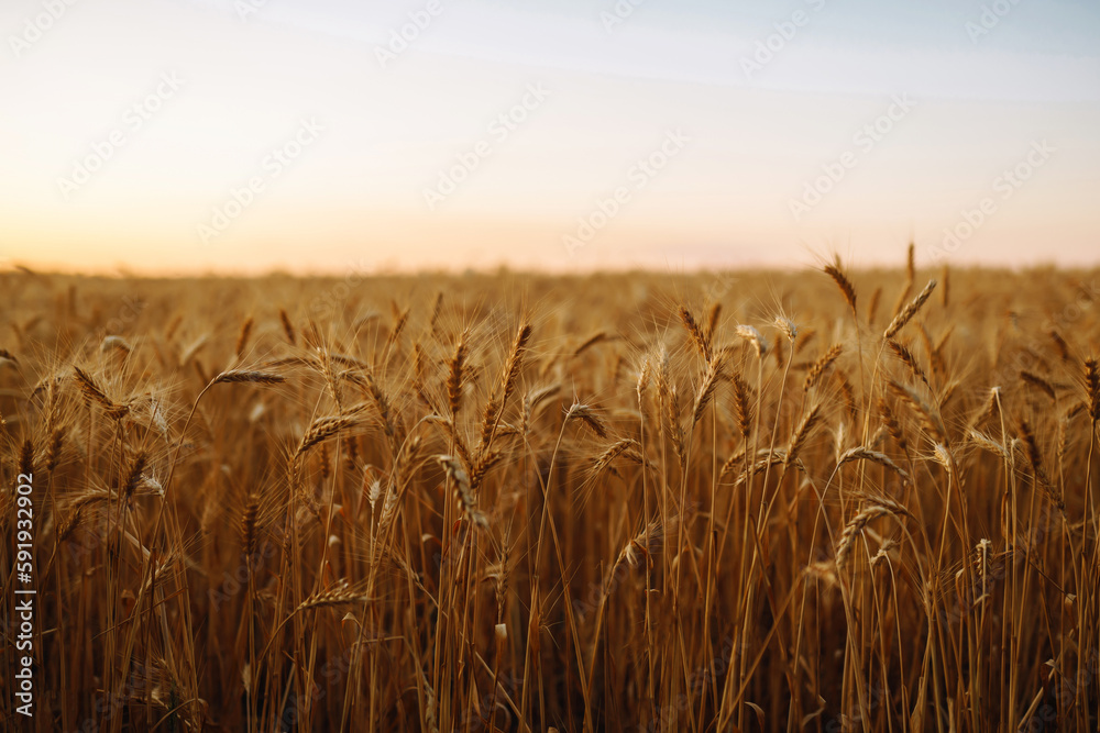 Sunbeams of the setting sun on a golden wheat field. harvest nature growth. Harvesting.