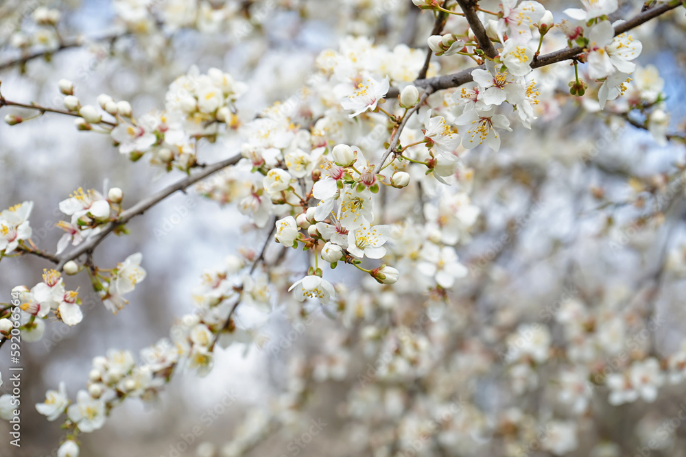 Beautiful blossoming branches on spring day, closeup