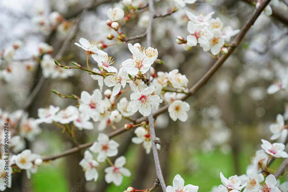 Beautiful blossoming branches on spring day, closeup