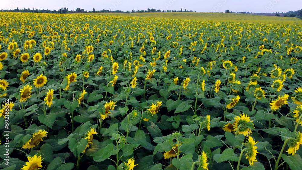 Sunflower field. Large field of blooming sunflowers. Flying over flowers of blooming sunflowers in b