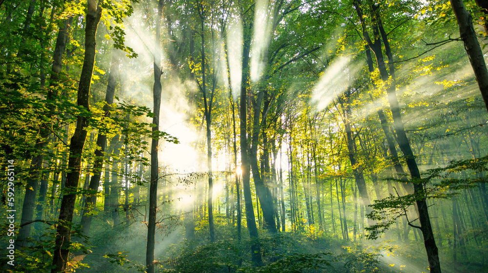 Golden sunlight beaming through misty autumn woods