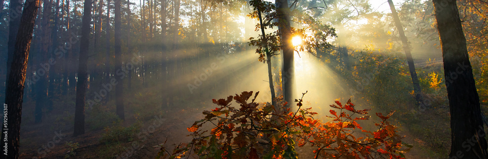 Early morning mist and sunrays in autumn woods