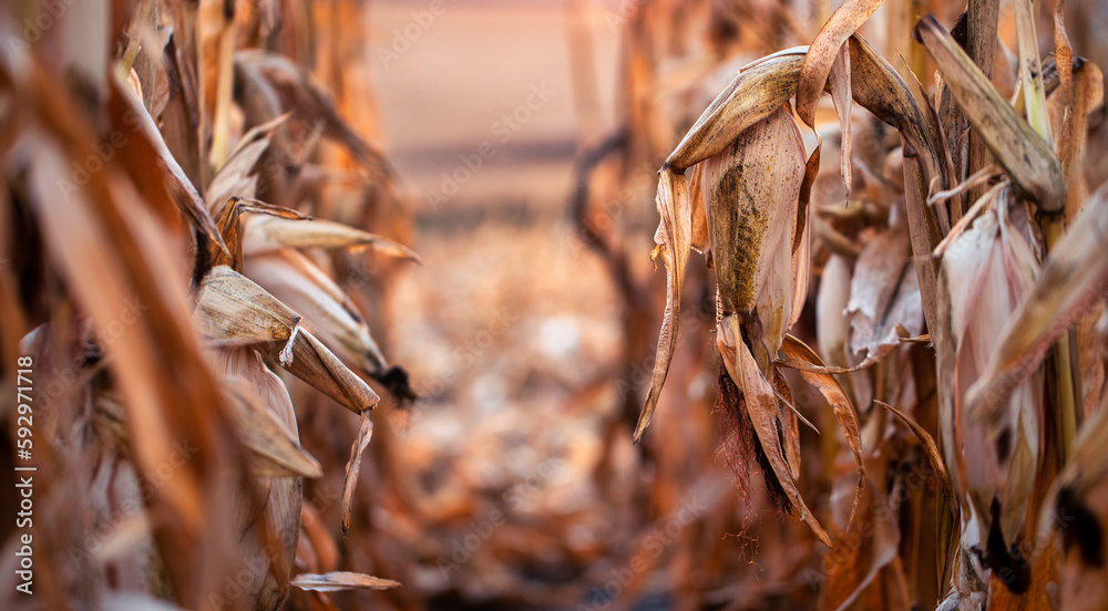 Ripe for the Picking: Corn Cobs and Stalks Ready for Harvest