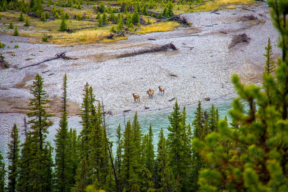 Beautiful autumn landscape with deer near the beach and spruce trees in the background