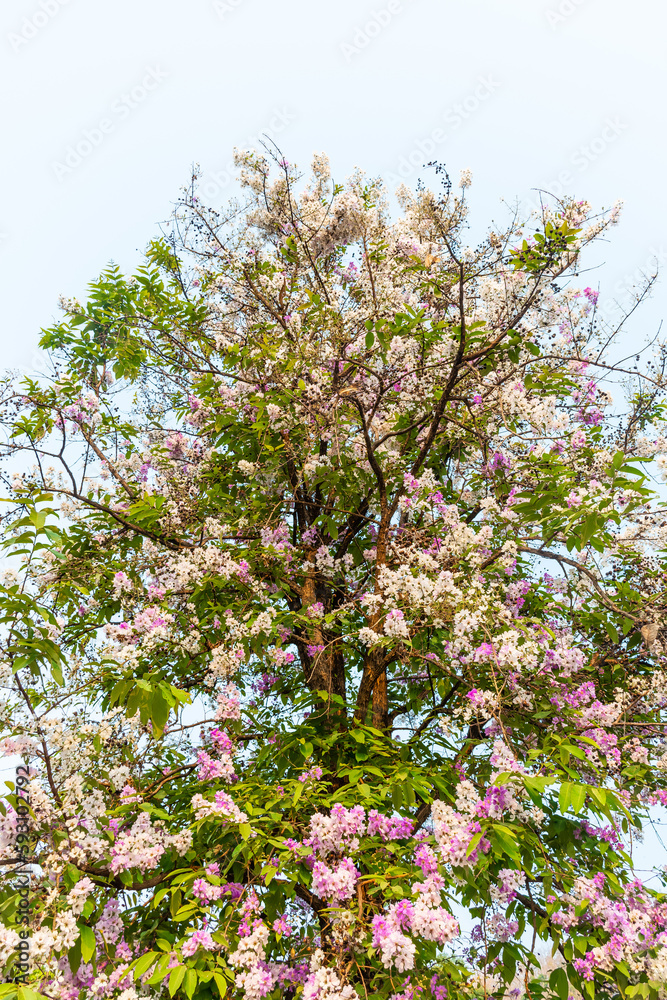 beautiful flower of Lagerstroemia floribunda