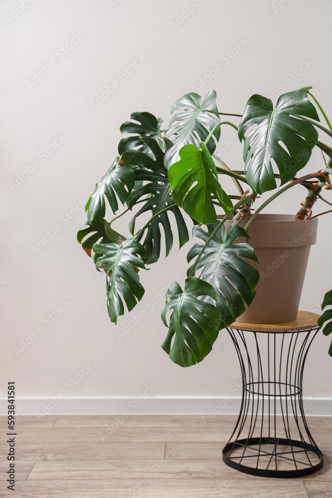 Green Monstera on table near light wall in room