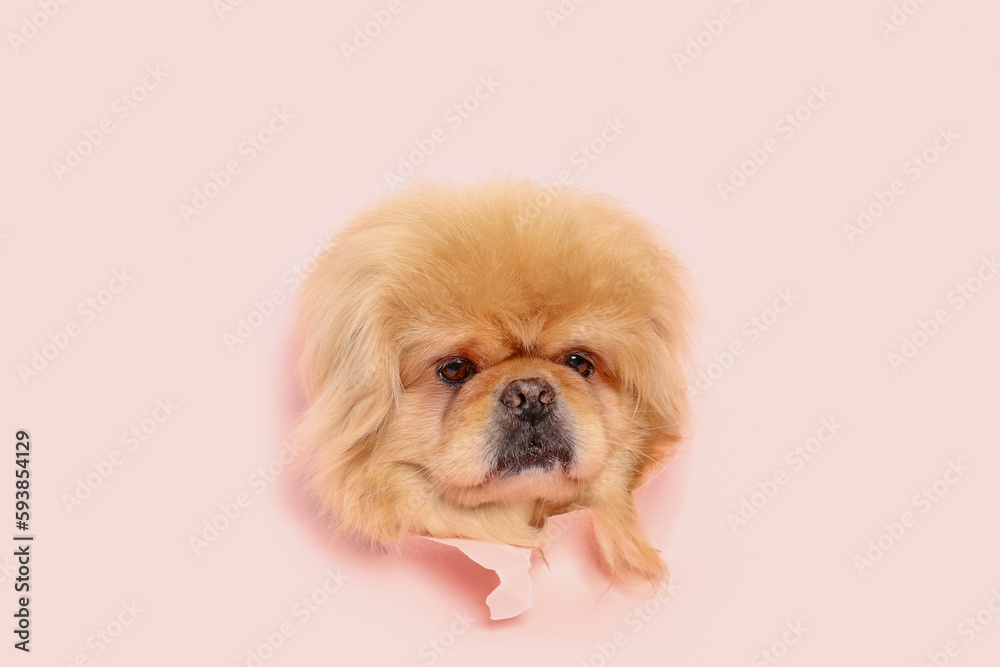 Cute fluffy dog looking out of hole in torn pink paper