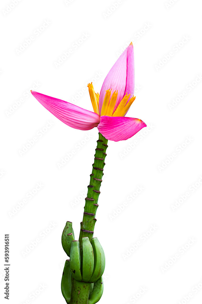 Pink banana flower isolated on white