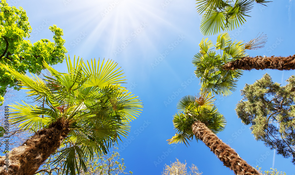 Bottom up view of palm trees in Spain.