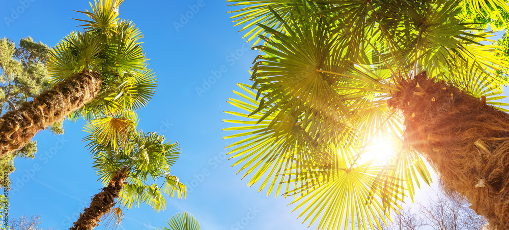 Bottom up view of palm trees in Spain.