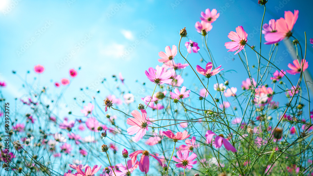 Beautiful pink cosmos flowers against the blue sky outdoors in nature close-up.