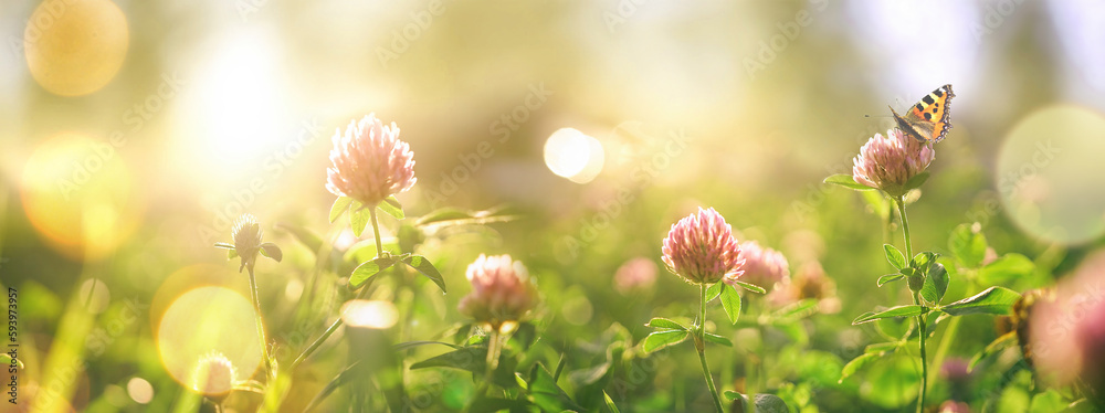 Wild flowers of clover and butterfly in a meadow in nature in rays of sunlight in summer in spring c