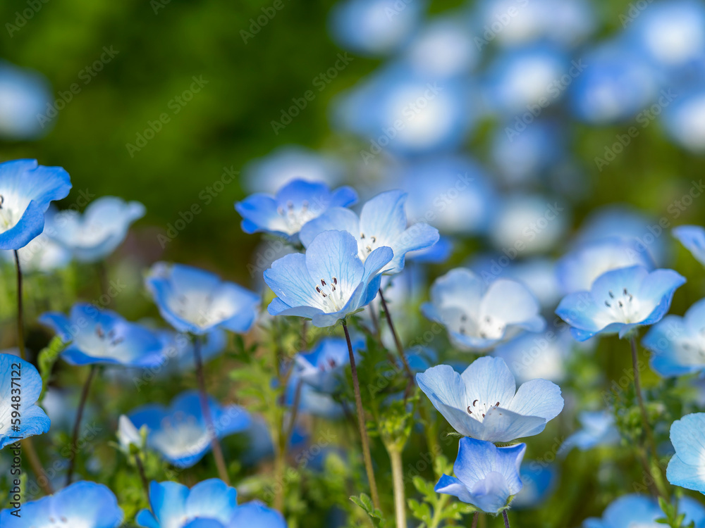 植物園に咲く満開のネモフィラの花