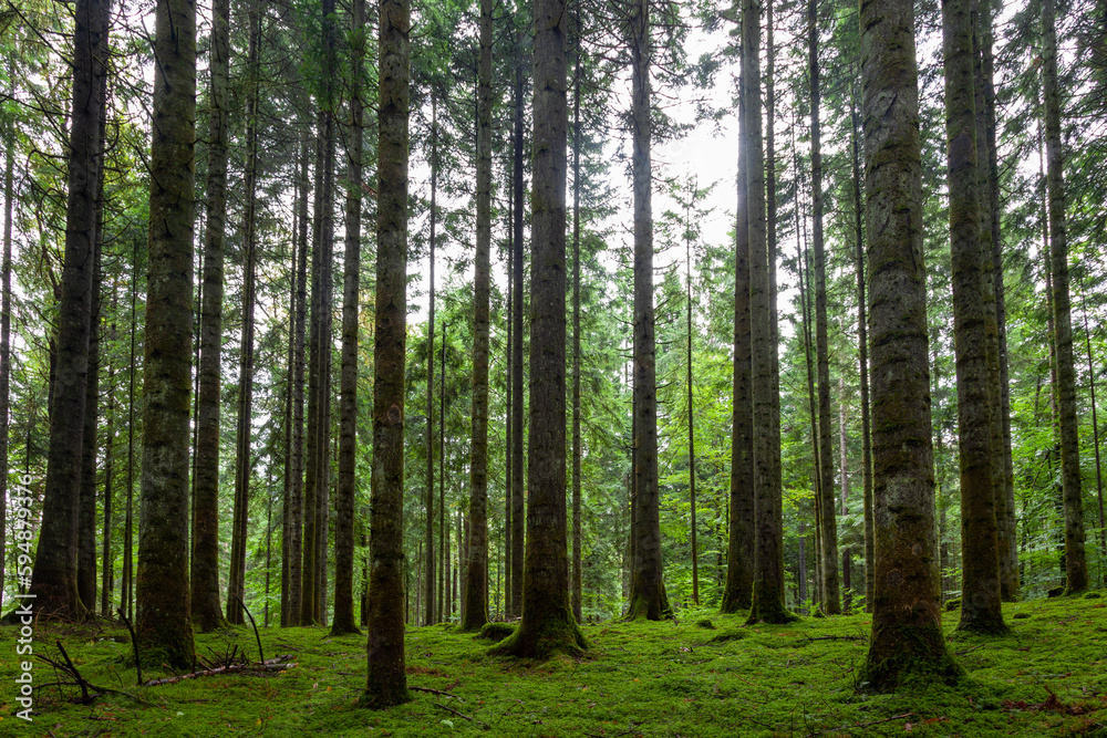 Beautiful green mossy forest landscape with conifer trees.