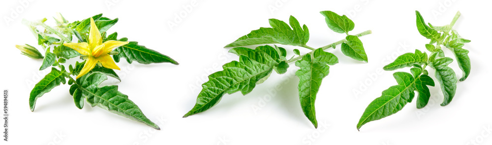 Tomato leaf isolated. Tomato leaves with flower on white background. Tomato leaf and branch for comp