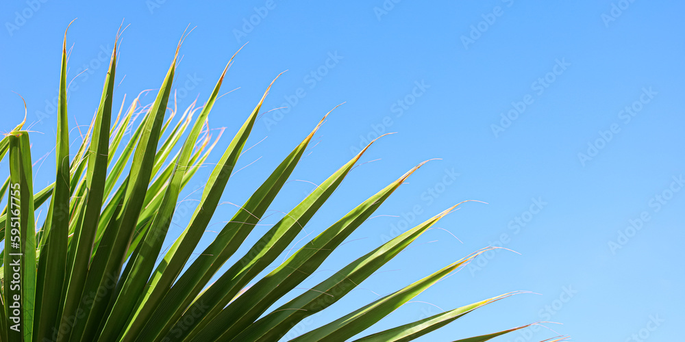 Tropical palm leaves against blue sky