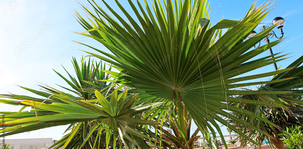 View of beautiful palm tree on sunny day