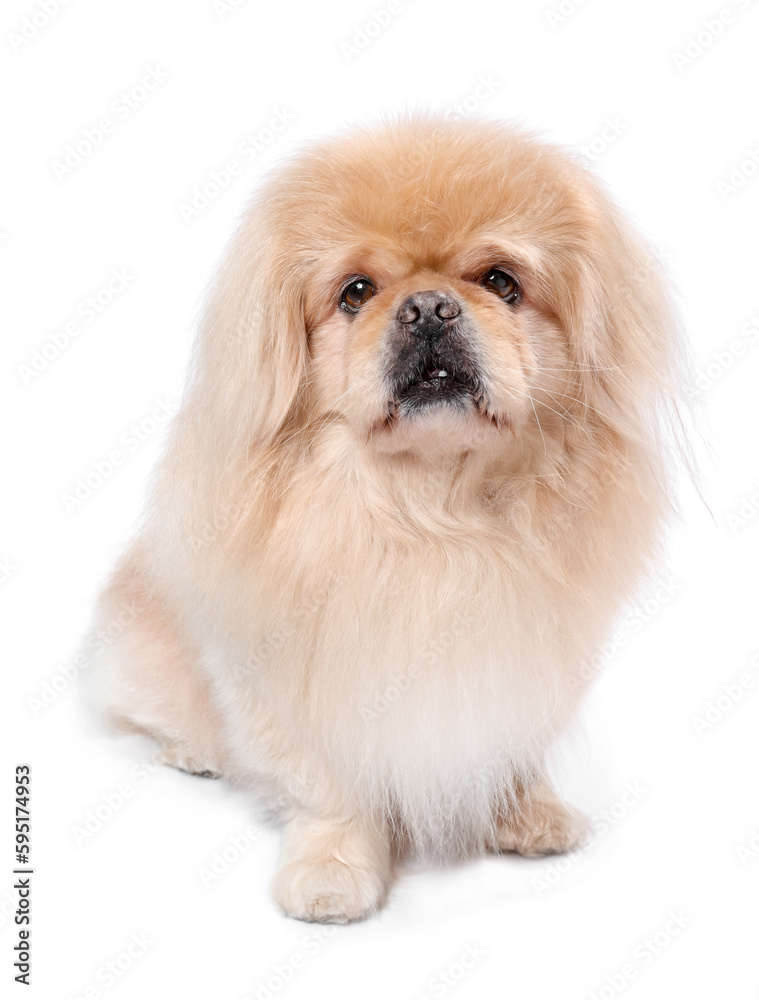 Cute Pekingese dog on white background