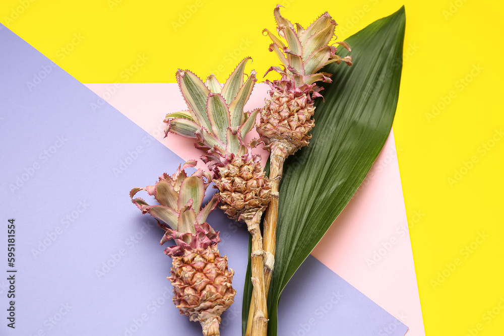 Decorative pineapples with palm leaf on color background