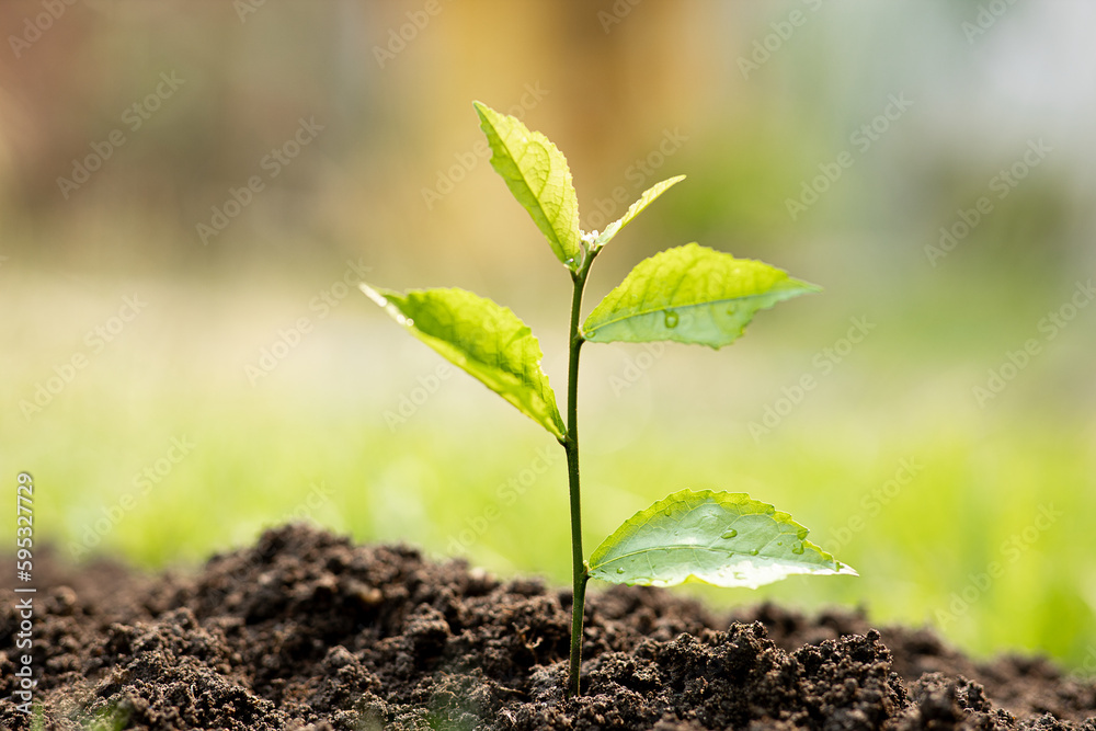 Baby plants growing on fertile soil with natural green background. Plant growing. Plant seedling.