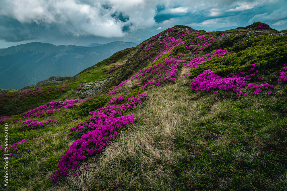 Wonderful blooming alpine pink rhododendrons on the mountain ridge, Romania