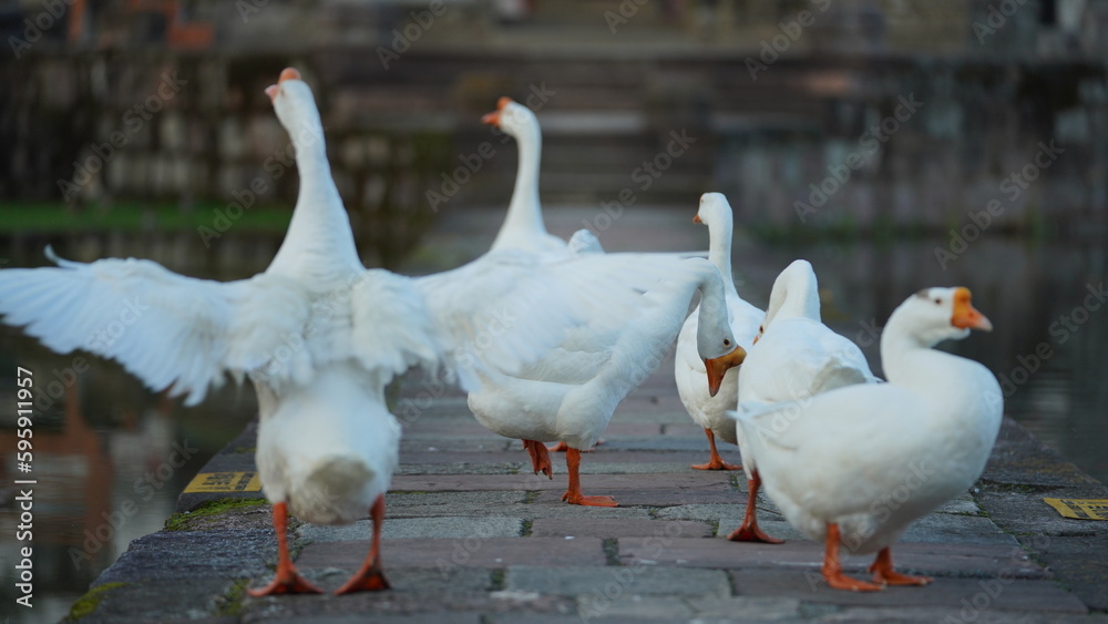 The cute geese playing in the water in the village