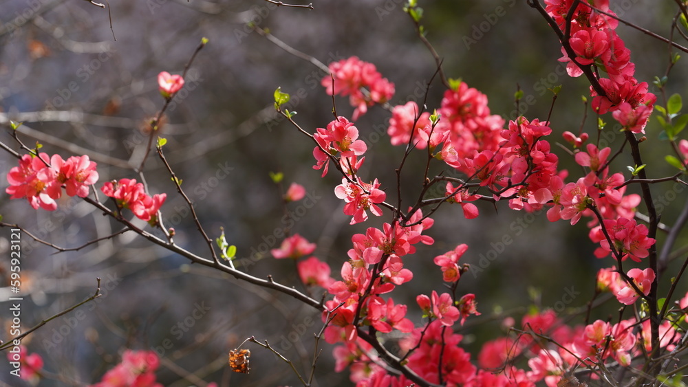 The beautiful flowers blooming in the garden in spring with the warm sunlight