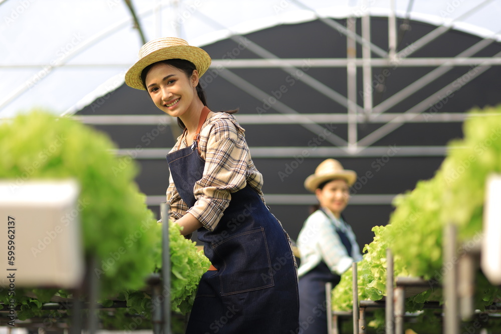 Female farmer working in a hydroponics greenhouse. Happy young woman planting and harvesting vegetab