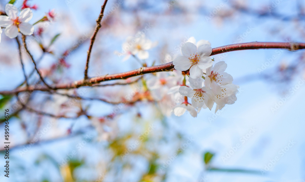 Close focus on cherry blossom (Sakura Tree Flower) and solf blur background