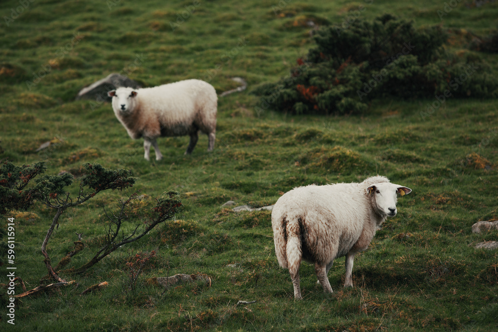 Sheep graze in a green pasture