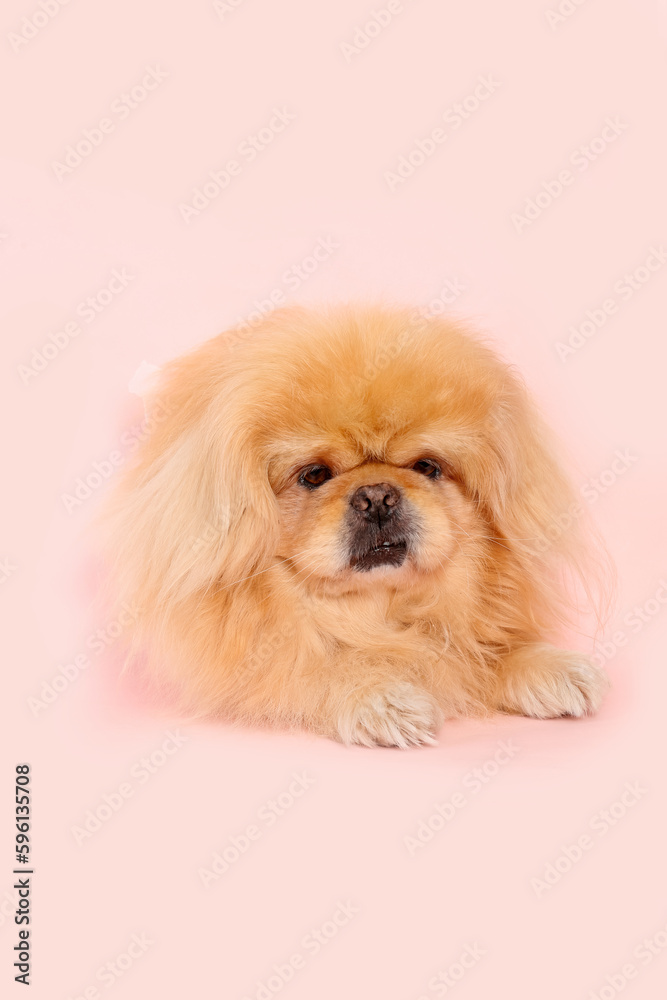 Cute fluffy dog on pink background