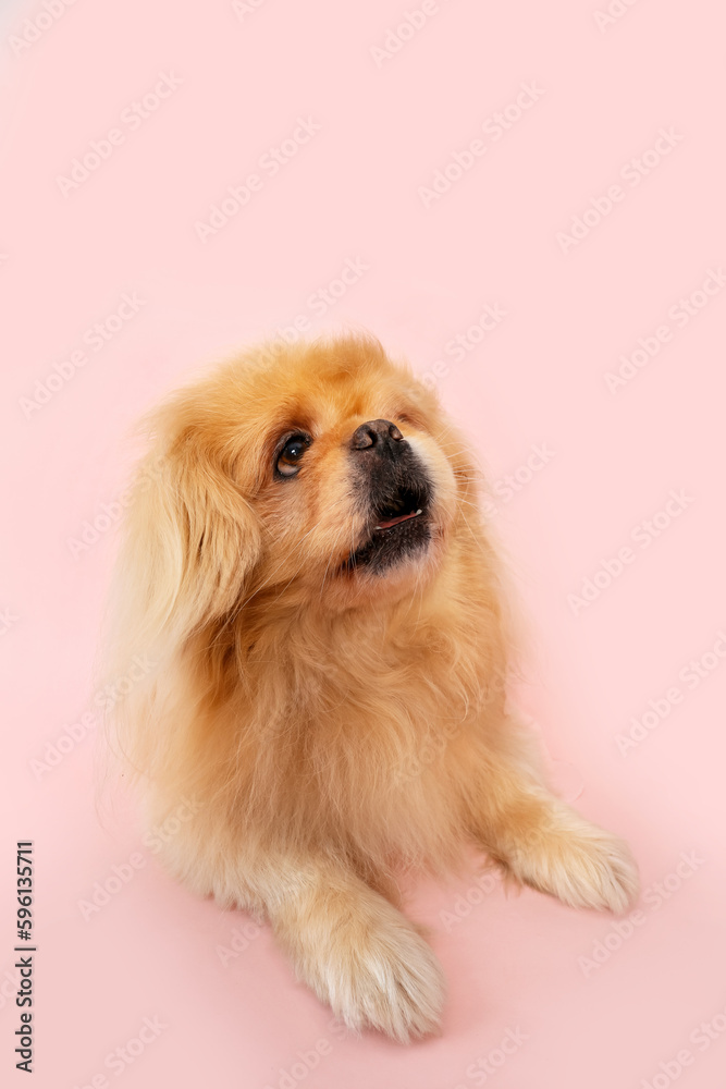 Cute fluffy dog on pink background