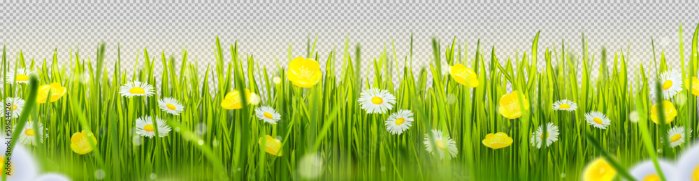 Realistic green grass border with flowers isolated on transparent background. Vector illustration of