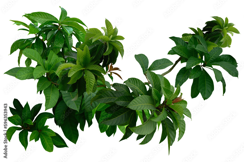 Plant leaves Green nature Tropical forest isolated on transparent background - png	