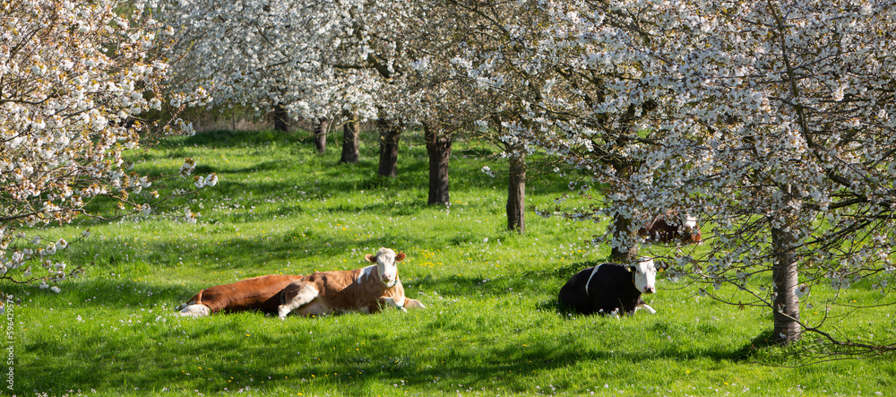 cows in green grass between blossoming fruit trees in spring near tiel in the netherlands