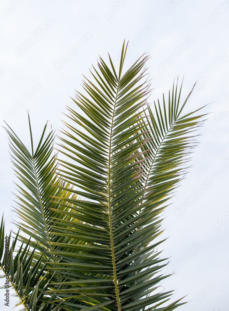 Green palm leaves against the blue sky, tropical paradise background.