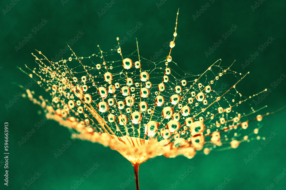 Dandelion flower background in water