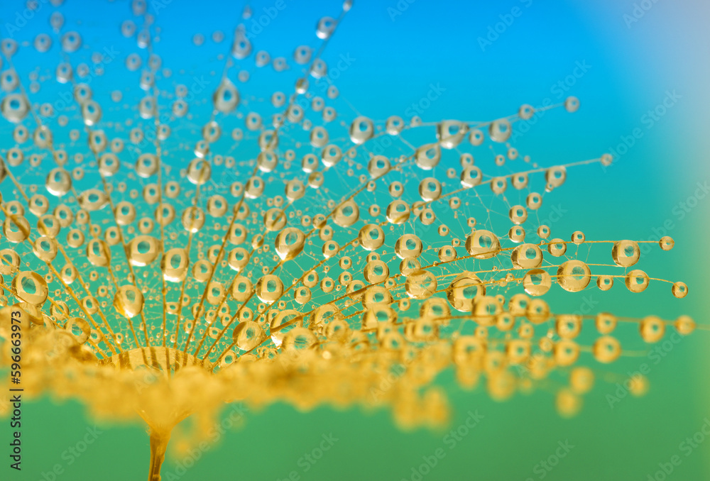 Dandelion flower background in water