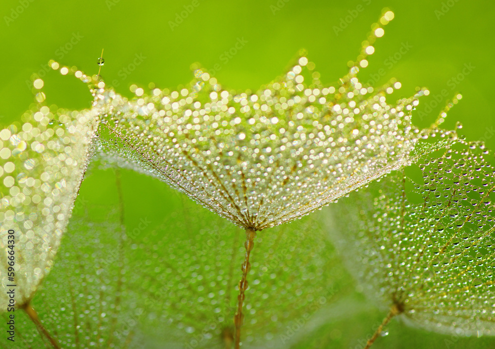 Dandelion flower background in water