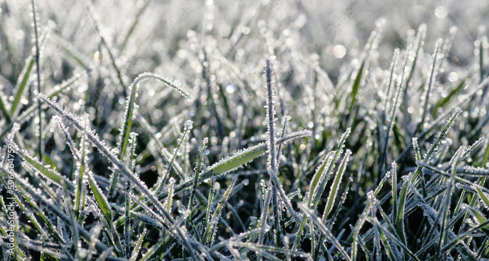 Frost on the plants. Ice grass. Beautiful winter background