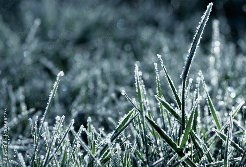 Winter background, morning frost in the grass