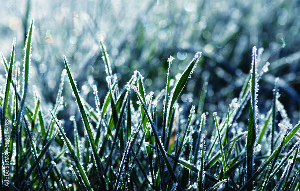 Frost on the plants. Ice grass. Beautiful winter background