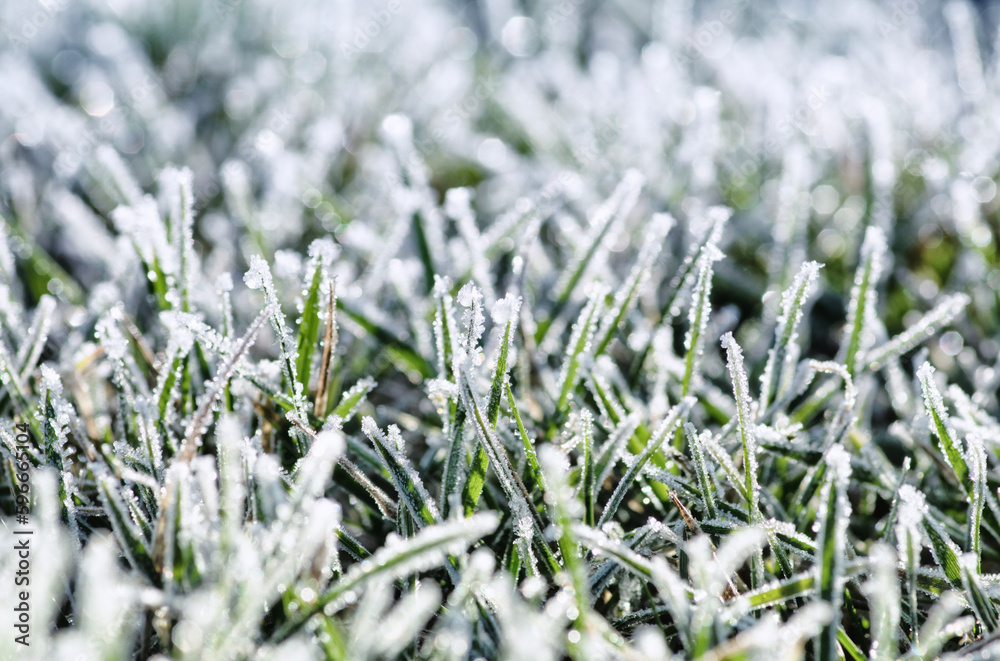  frost on the grass in the field