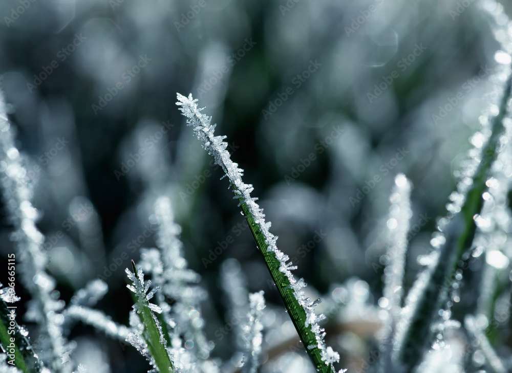 Winter background, morning frost on the grass